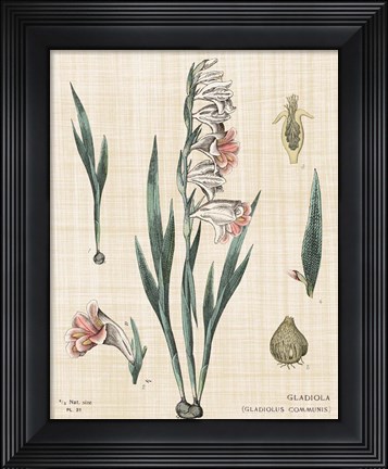 Framed Gladiola Chart Linen Print