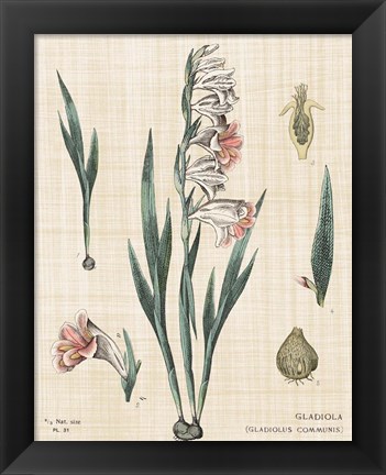 Framed Gladiola Chart Linen Print