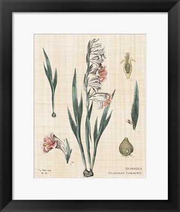 Framed Gladiola Chart Linen Print