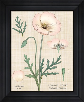 Framed Poppy Chart Linen Print