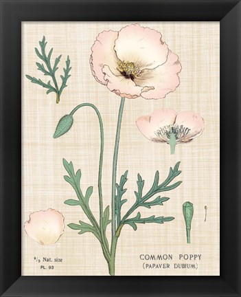 Framed Poppy Chart Linen Print