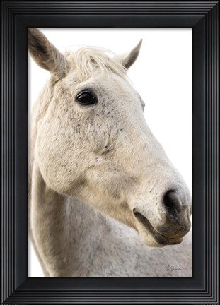 Framed Horse Named Lady II Print