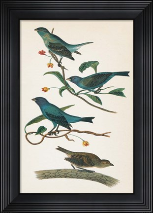 Framed Indigo Bunting Bright Print