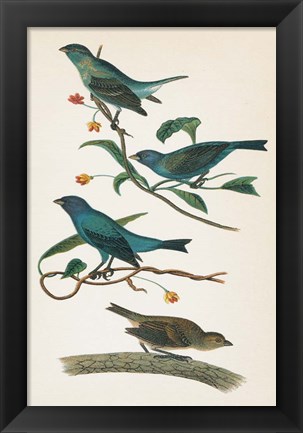 Framed Indigo Bunting Bright Print