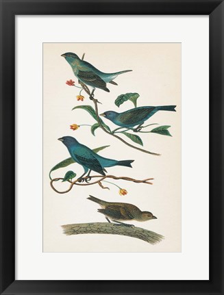 Framed Indigo Bunting Bright Print