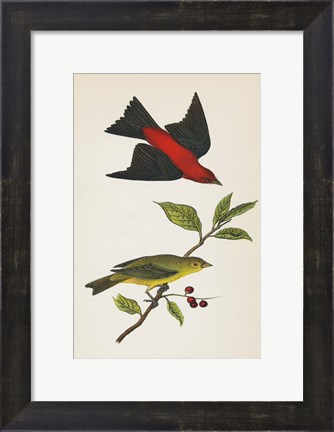 Framed Scarlet Tanager Bright Print