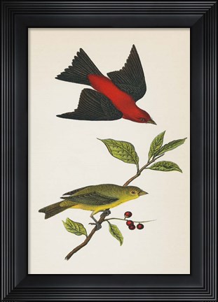 Framed Scarlet Tanager Bright Print