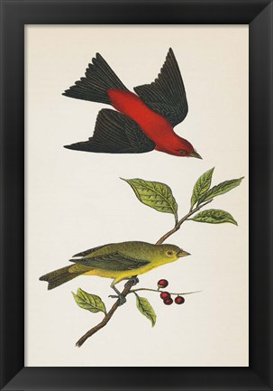 Framed Scarlet Tanager Bright Print