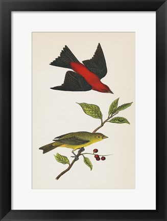 Framed Scarlet Tanager Bright Print