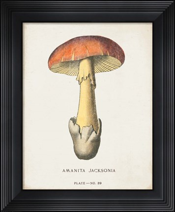 Framed Mushroom Study IV Print