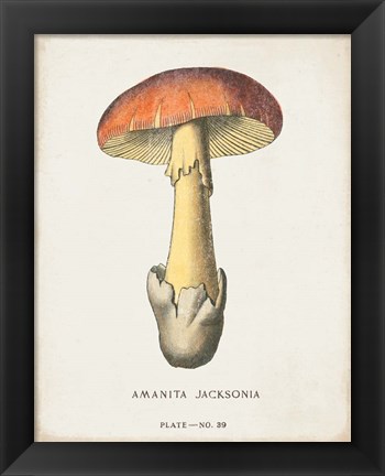 Framed Mushroom Study IV Print