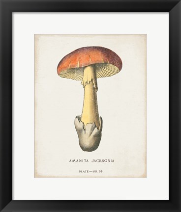 Framed Mushroom Study IV Print