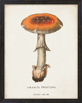 Framed Mushroom Study III Print