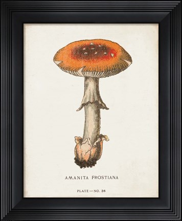 Framed Mushroom Study III Print