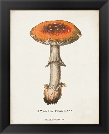 Framed Mushroom Study III Print