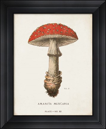 Framed Mushroom Study II Print