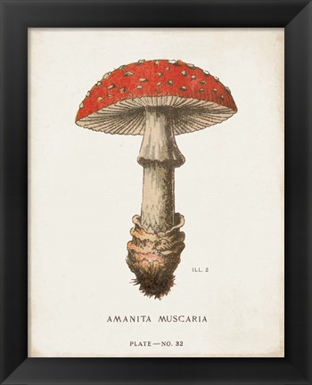 Framed Mushroom Study II Print