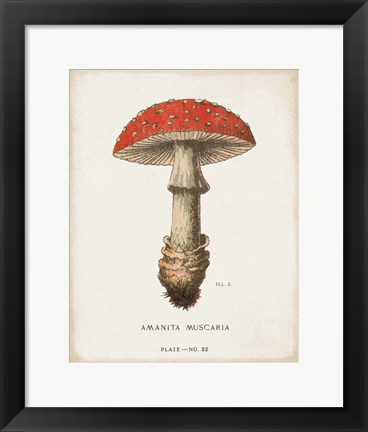 Framed Mushroom Study II Print