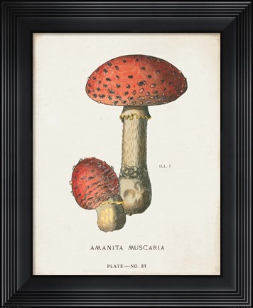 Framed Mushroom Study I Print