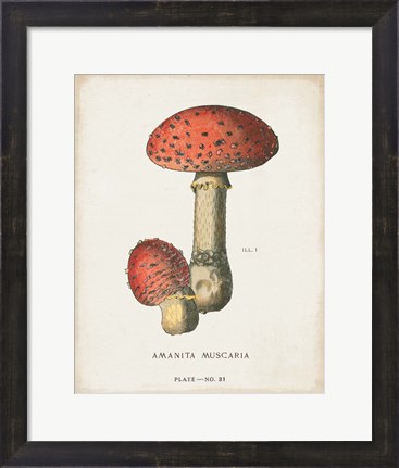 Framed Mushroom Study I Print