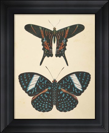 Framed Papillons II Print