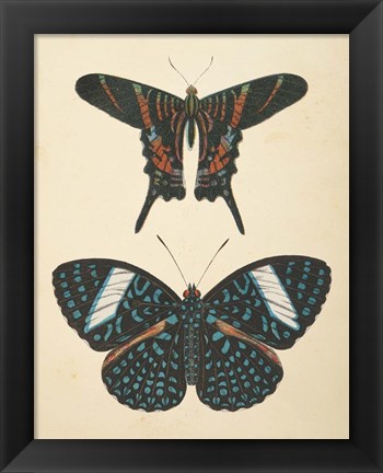 Framed Papillons II Print