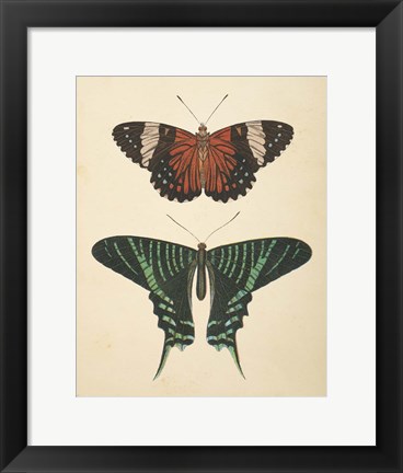 Framed Papillons I Print