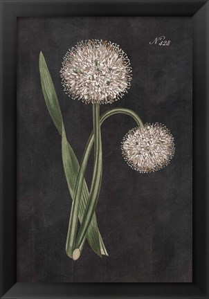 Framed Allium II on Black Print