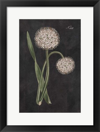 Framed Allium II on Black Print