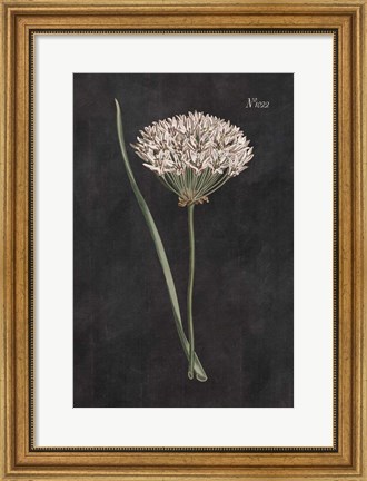 Framed Allium I on Black Print