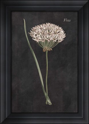 Framed Allium I on Black Print