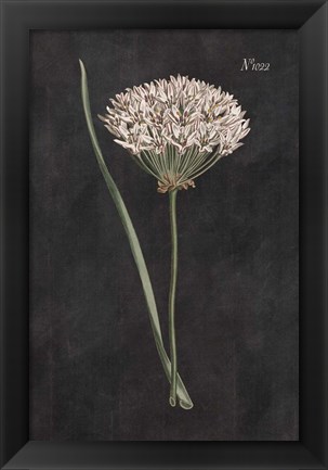 Framed Allium I on Black Print