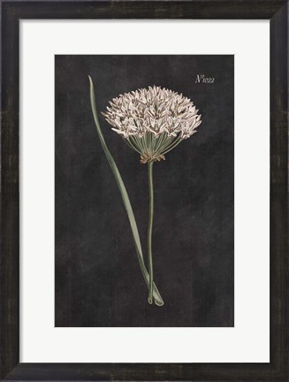 Framed Allium I on Black Print