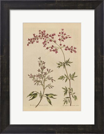 Framed Herbal Botanical I Crop III Print