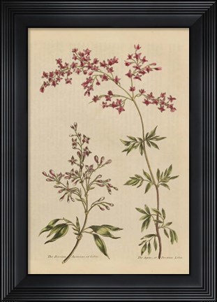 Framed Herbal Botanical I Crop III Print