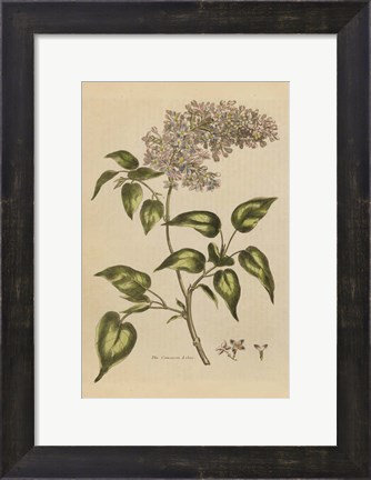 Framed Herbal Botanical I Crop II Print