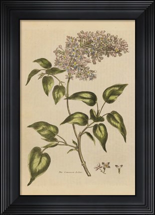 Framed Herbal Botanical I Crop II Print