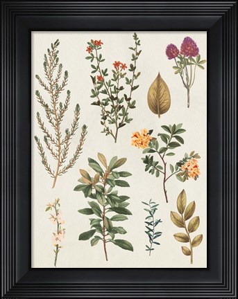 Framed Victorian Garden III Autumn Crop II Print