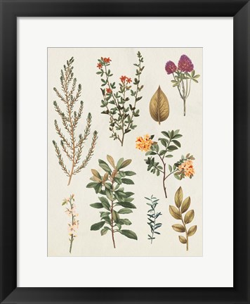 Framed Victorian Garden III Autumn Crop II Print