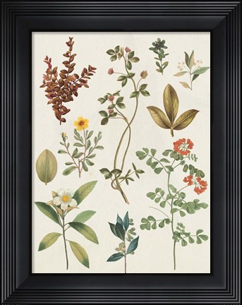 Framed Victorian Garden III Autumn Crop I Print
