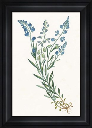 Framed Polygala on White Print
