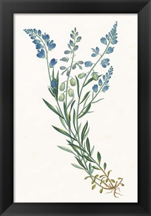 Framed Polygala on White Print