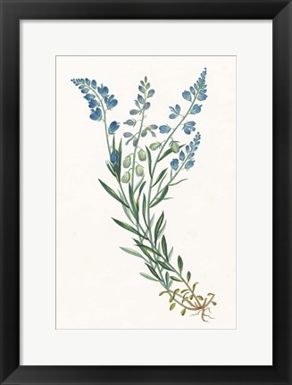 Framed Polygala on White Print