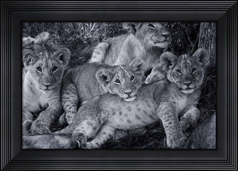 Framed Lion Cub Family Print