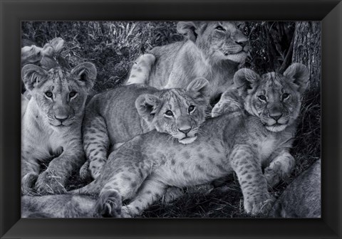 Framed Lion Cub Family Print