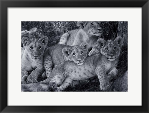 Framed Lion Cub Family Print