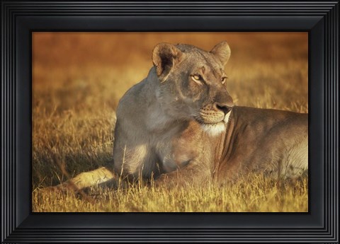 Framed Lioness Sunning Print