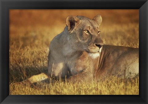 Framed Lioness Sunning Print