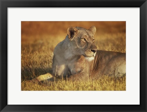 Framed Lioness Sunning Print