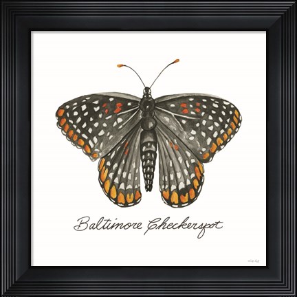 Framed Baltimore Checkerspot Print